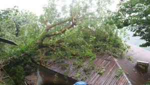 Giresun'da şiddetli yağış sebebiyle bir eve ağaç devrildi