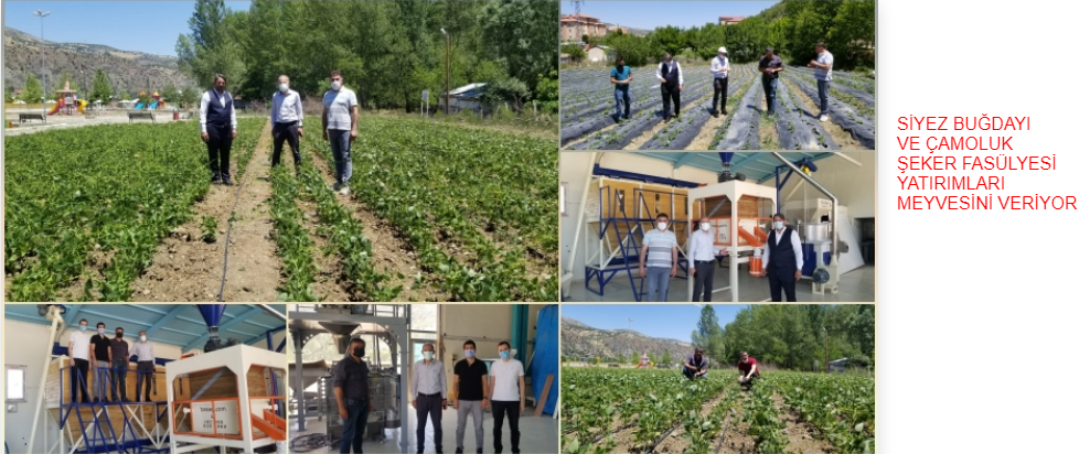 Giresun'da Siyez Buğdayı ve Çamoluk Şeker Kuru Fasulyesi 'ne Yapılan Yatırımlar Meyvelerini Veriyor…