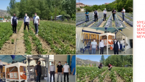 Giresun'da Siyez Buğdayı ve Çamoluk Şeker Kuru Fasulyesi 'ne Yapılan Yatırımlar Meyvelerini Veriyor…