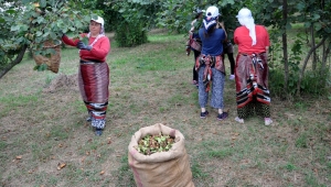 Giresun Fındık Göçüne Hazır