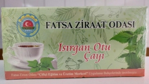 Isırgan Otu Çayı Fatsa’da Üretiliyor