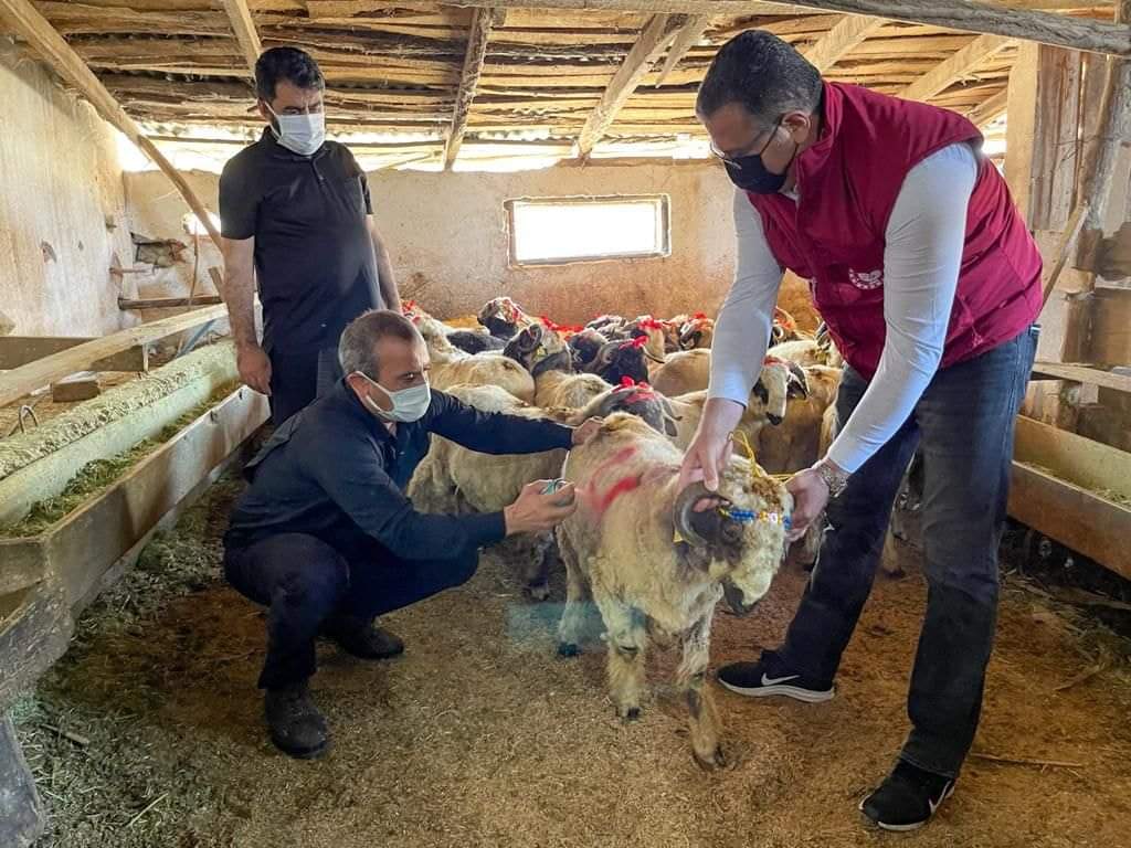 Ordu’da Kınalı Koçlarla Bayram Sevinci