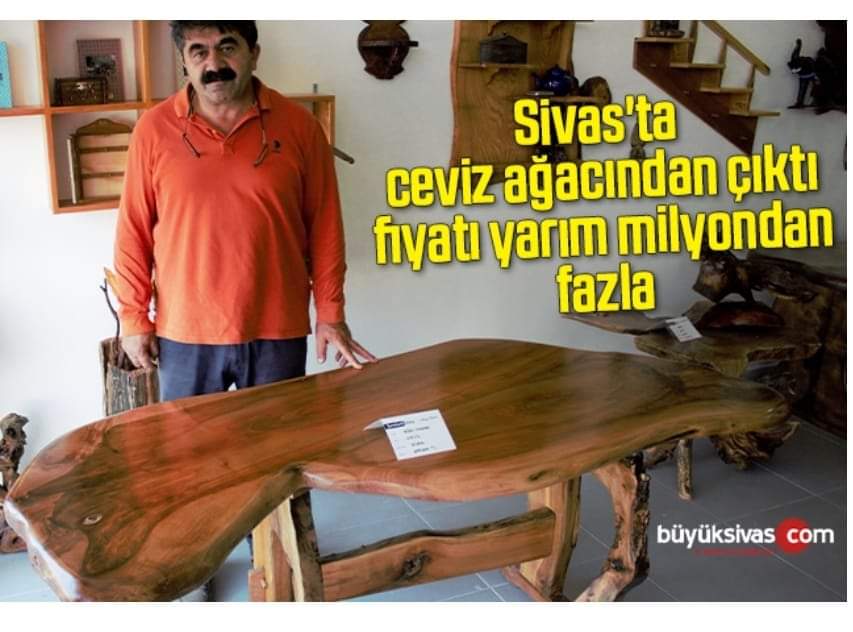 SİVASTA CEVİZ AĞACINDAN ÇIKTI FİYATI YARIM MİLYONDAN FAZLA