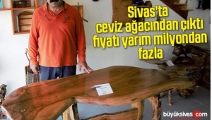 SİVASTA CEVİZ AĞACINDAN ÇIKTI FİYATI YARIM MİLYONDAN FAZLA