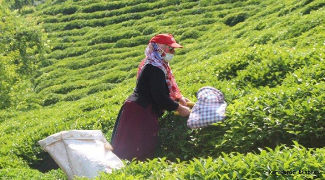 Çaykur, Üretici Mağduriyetini Önlemek İçin Seferber Oldu