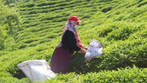 Çaykur, Üretici Mağduriyetini Önlemek İçin Seferber Oldu