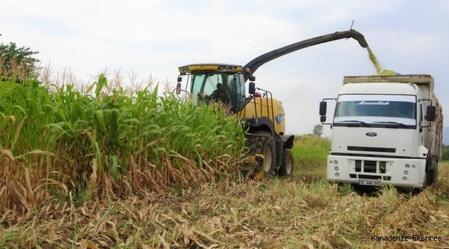 Devlet destek verdi, silajlık mısır üretimi 5 kat arttı