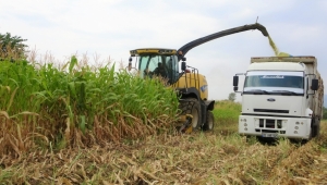 Devlet destek verdi, silajlık mısır üretimi 5 kat arttı