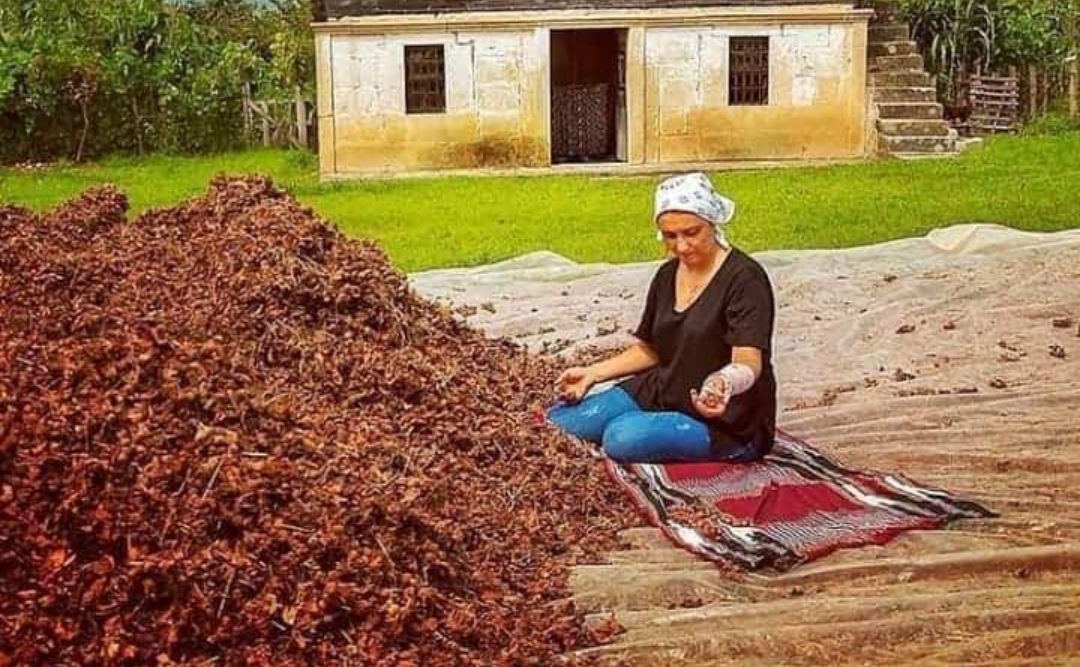 FINDIĞI İŞLEYEREK EVLERİMİZDE YAPIP SATMAYI ÖĞRENMELİYİZ