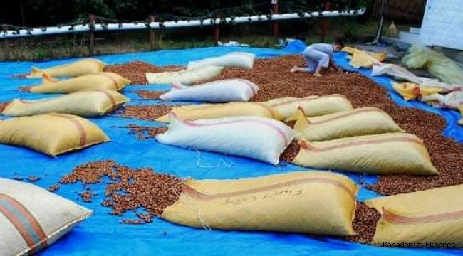 Fındık hasadı bitti, nöbet başladı 