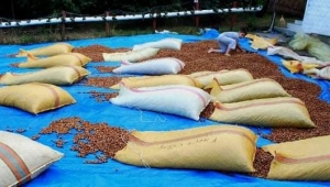 Fındık hasadı bitti, nöbet başladı 