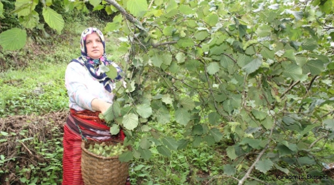 Fındık üreticisi 1 dönümden 400 kg fındık topladı!