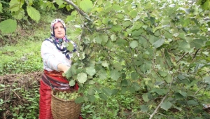 Fındık üreticisi 1 dönümden 400 kg fındık topladı!