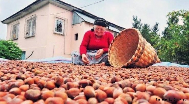 FINDIKÇI FİYAT BEKLİYOR