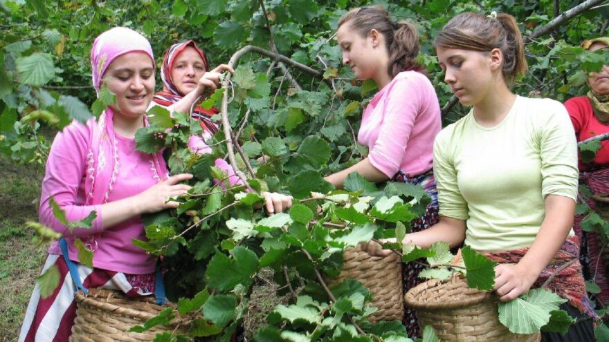 Karadeniz’de fındık hasadı başladı: 30 TL’nin altı fiyatı kabul etmeyiz