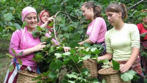 Karadeniz’de fındık hasadı başladı: 30 TL’nin altı fiyatı kabul etmeyiz