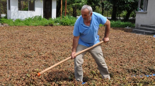 Karadeniz'de Üretici Fındığını Kurutamıyor !