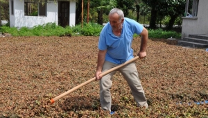 Karadeniz'de Üretici Fındığını Kurutamıyor !