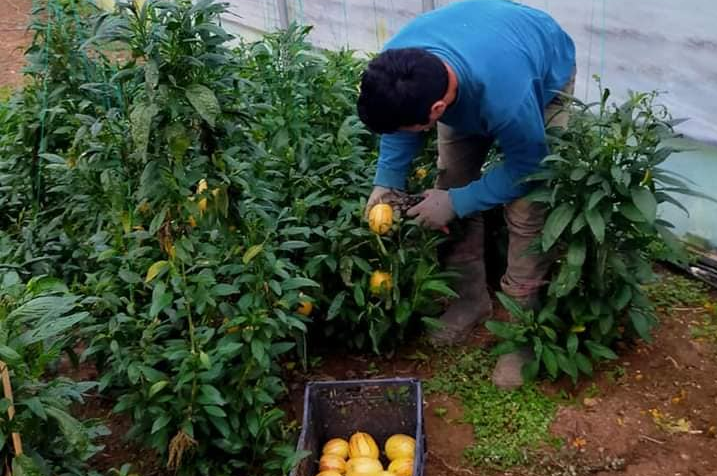 Pepino, Fatsa Ziraat Odası Çiftçi Eğitim ve Üretim Merkezimizde yetiştirildi...