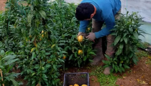 Pepino, Fatsa Ziraat Odası Çiftçi Eğitim ve Üretim Merkezimizde yetiştirildi...