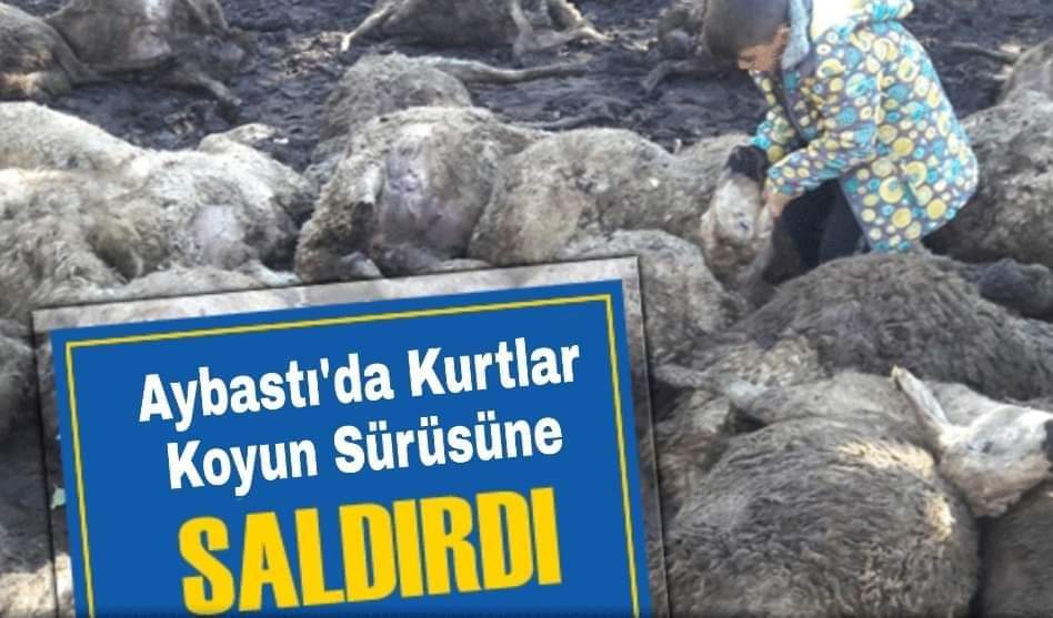 #Aybastı’da köye inen kurtlar, 13 koyunu parçaladı