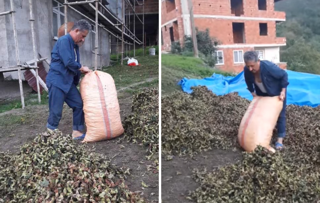 Giresun'da fındık üreticileri 'güneş duası'na çıktı 