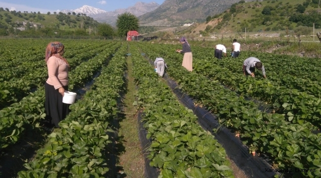 Tarlada 2, markette 10 lira! Vatandaş isyan bayrağını çekmiş durumda