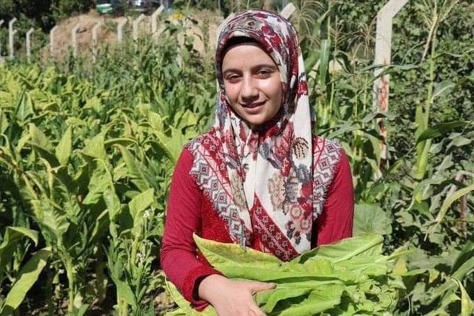 Tarlada çalışıp sınava hazırlanan genç kız, tıp fakültesini kazandı