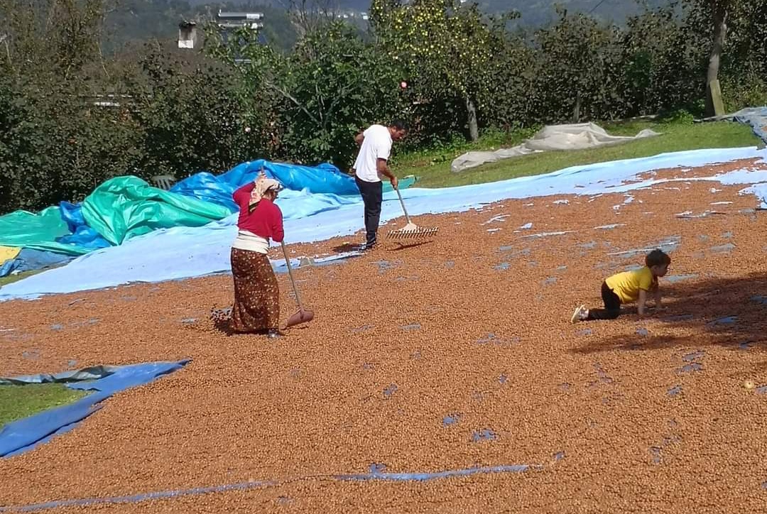 Üreticiler, fındığı kurutma telaşına düştü.