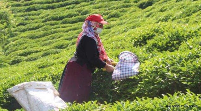 ÇAYKUR yaş çay alımında rekor kırdı