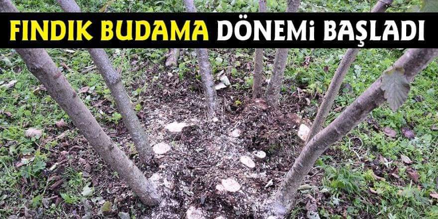 FINDIK BUDAMA DÖNEMİ BAŞLADI