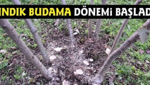 FINDIK BUDAMA DÖNEMİ BAŞLADI