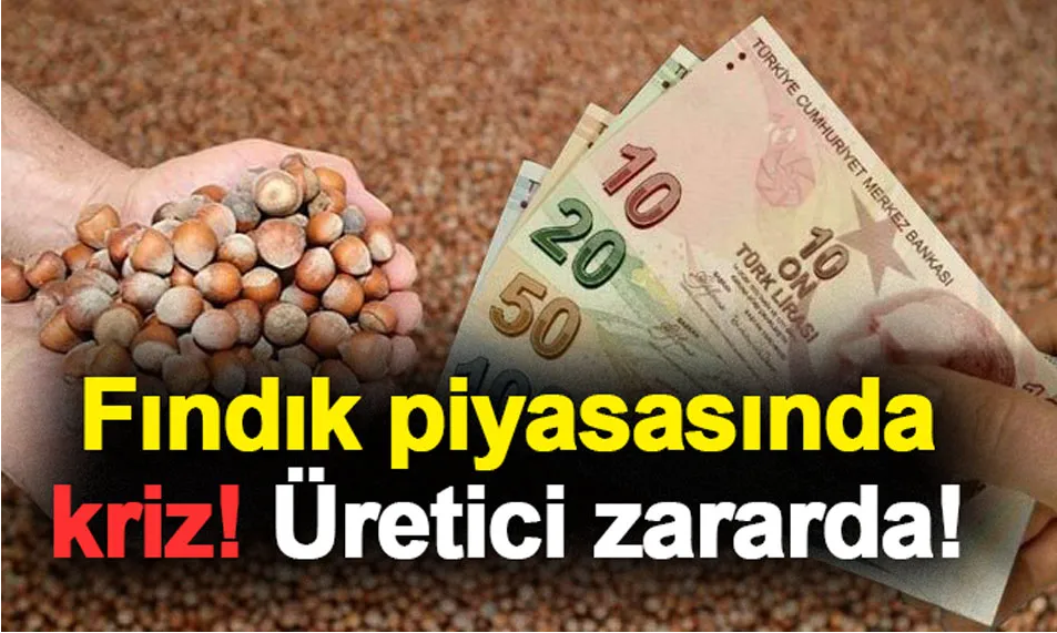 Fındık piyasasında kriz! Üretici zararda!