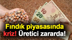 Fındık piyasasında kriz! Üretici zararda!