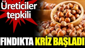 Fındıkta kriz başladı