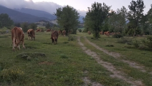 Rüzgar estiginde dahi uyuyabilirim