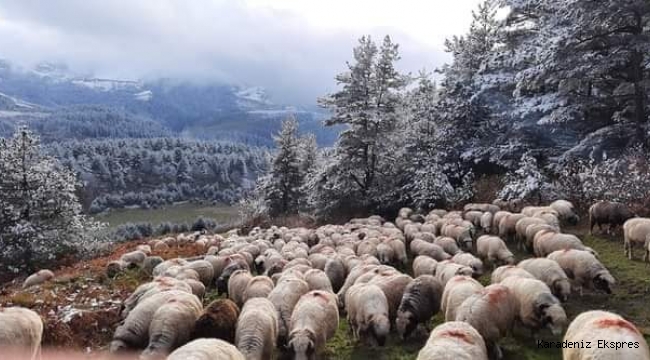 Tarımsal desteklerde gelecek yıl aslan payı hayvancılığın 