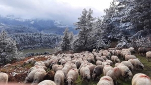 Tarımsal desteklerde gelecek yıl aslan payı hayvancılığın 