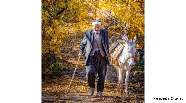 Eşek ağaca bağlıydi ! Şeytan geldi ve ipini çözdü!! 