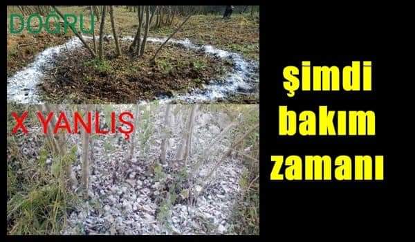FINDIK BAHÇELERİNDE KİREÇLEME ZAMANI