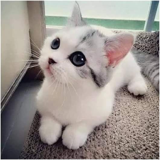 KEDİLER HAKKINDA BİLMEDİKLERİMİZ