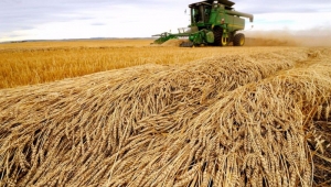 Makarna üreticileri durum buğdayı arz sıkıntısından endişe duyuyor