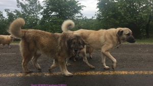 NEDEN KÖPEKLER İNSANLARDAN DAHA AZ YAŞAR?