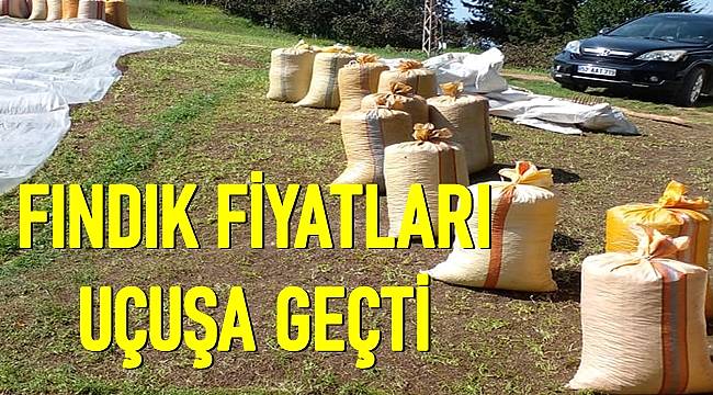 ORDUDA FINDIK FİYATI 2 TL BİRDEN ARTTI 