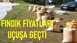 ORDUDA FINDIK FİYATI 2 TL BİRDEN ARTTI 