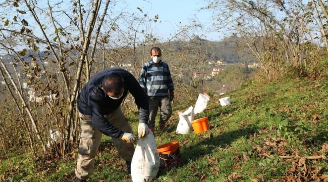 ORTAR, KİRALADIĞI BAHÇELERDE KİREÇ UYGULAMASI YAPIYOR