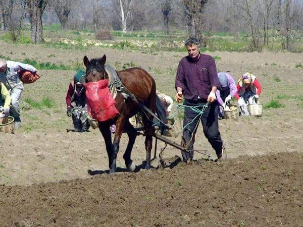 TARLALARI EKELİM...