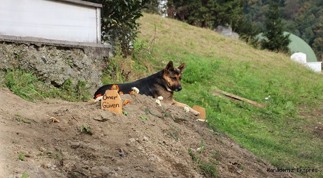 Trabzon'da sahibi vefat eden köpek mezarın başından ayrılmıyor 