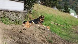 Trabzon'da sahibi vefat eden köpek mezarın başından ayrılmıyor 