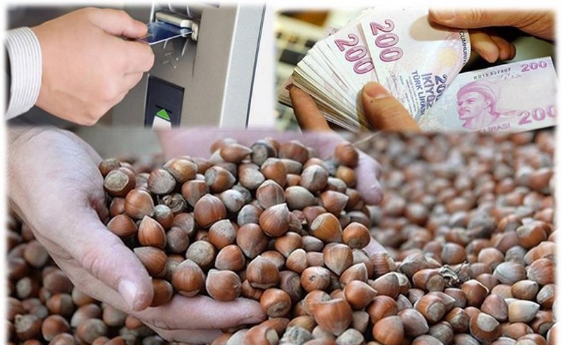 Fındık Alan Bazlı Destek Ödemesi 300 Lira Olmalı